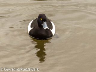 Tufted duck