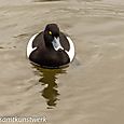 Tufted duck