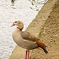 Egyptian Goose