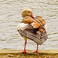 Egyptian goose 