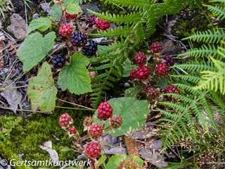 Blackberries