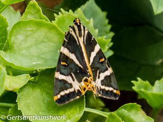 Jersey tiger at home