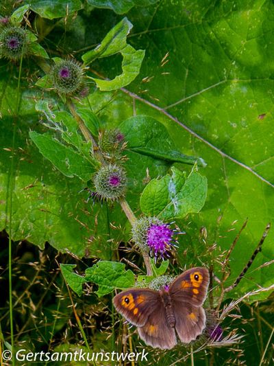 Meadow brown