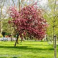 Blossom tree