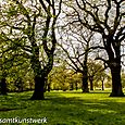 Contrast trees