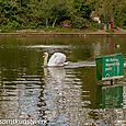 Swan