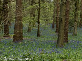 Bluebell carpet