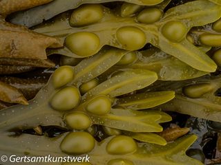 Bladder wrack