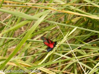 Burnet moth