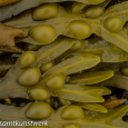 Bladder wrack