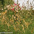 Wild flowers