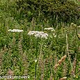 Dune plants