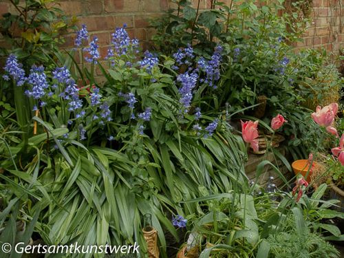 Bluebells