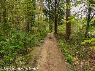 Through the wood