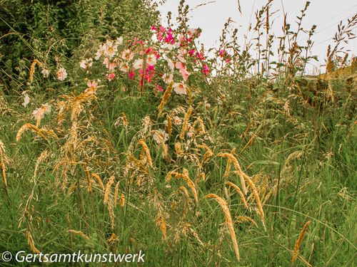 Wild flowers