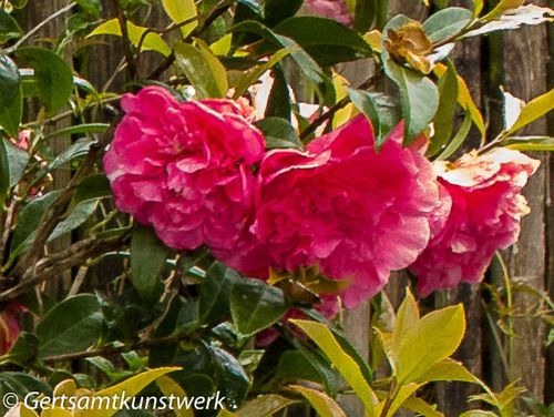 Close camellia