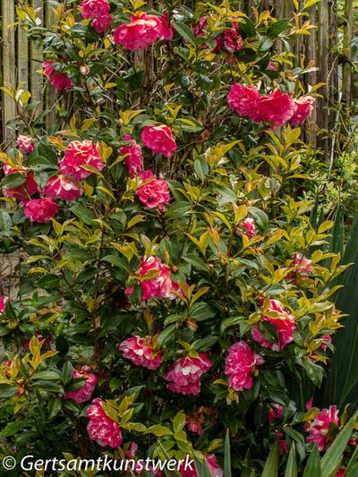 Full camellia