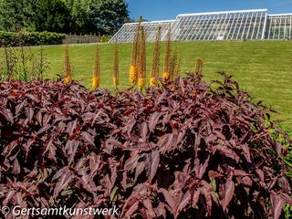 Glasshouse