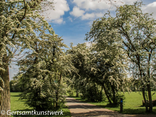 Tree lined avenue