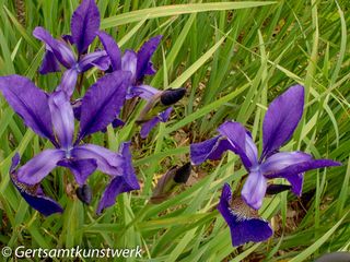 Iris sibirica