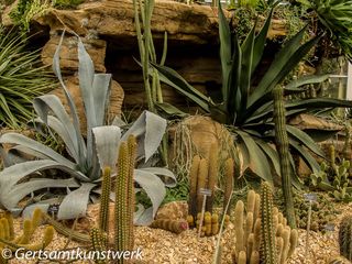 Phallic cacti