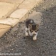 Feral kitten
