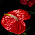 Anthurium