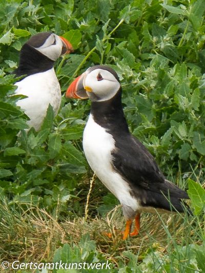 Puffins