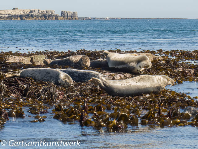 Basking seals