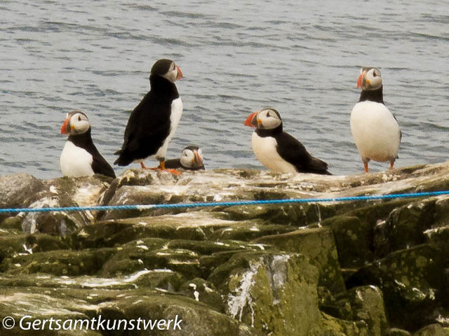 Puffins on the rocks