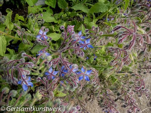 Blue flower