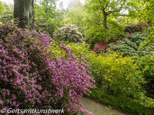 Rhododendrons and azaleas