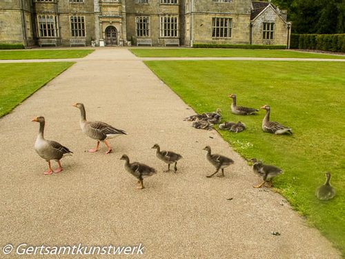 Geese and goslings