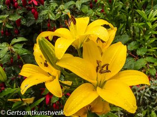 Yellow lily