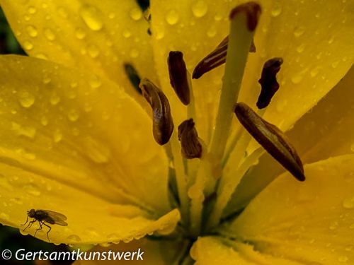Stamen fly and raindrops