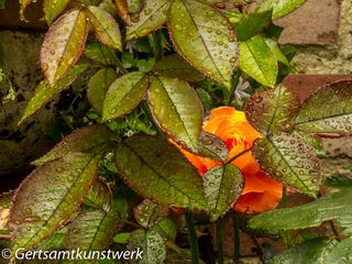 Raindrops on roses