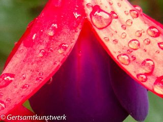 Fuschia close up