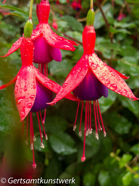 Fuschia with droplets