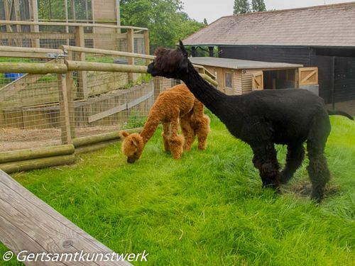 Alpacas