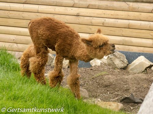 Brown alpaca