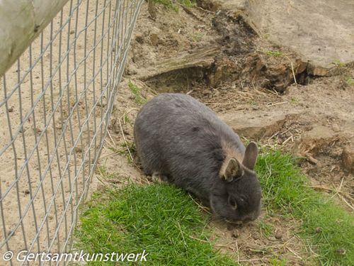 Grey rabbit