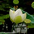 Water lily