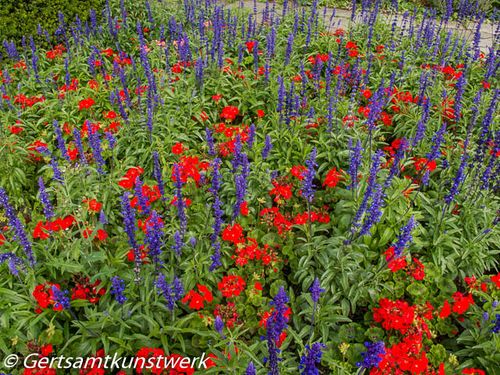 Purple and red