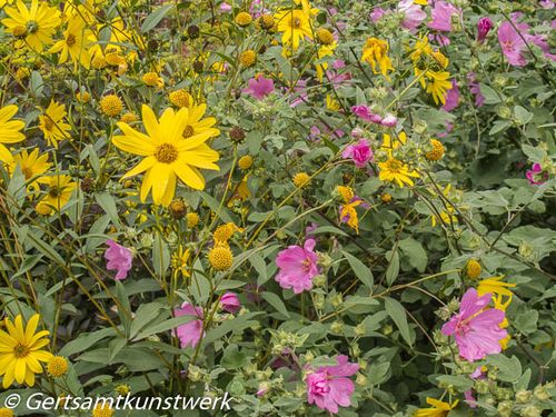 Yellow and pink