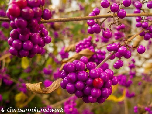 Berries