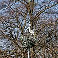 Heron statue