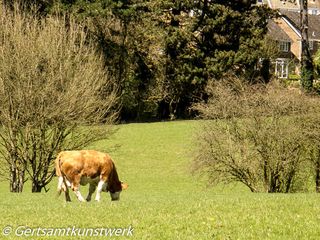 Houses and cows