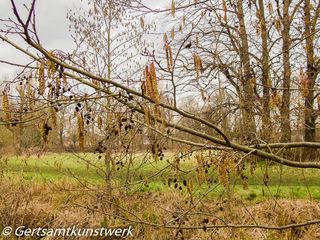 Catkins 