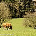 Houses and cows