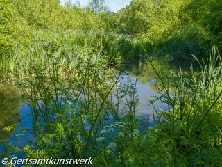 Cow parsley